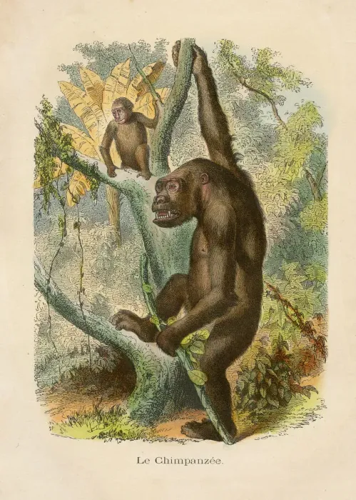 Framed Print : Chimpanzee engraving chromolitography 1880 Framed Print : Chimpanzee engraving chromolitography 1880