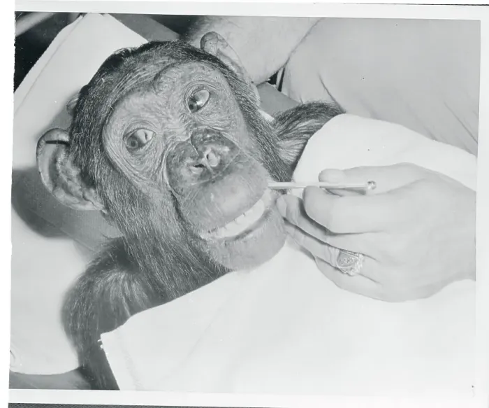 Framed Print : Chimpanzee Getting Temperature Checked Framed Print : Chimpanzee Getting Temperature Checked