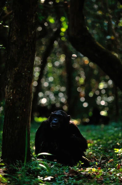 Chimpanzee (Pan troglodytes) sitting beside tree