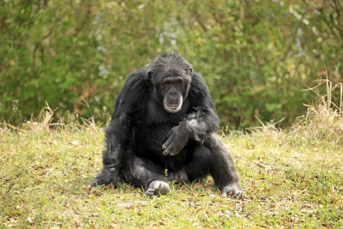 Framed Print : Chimpanzee -Pan troglodytes troglodytes-, male, captive, Miami, Florida, USA Framed Print : Chimpanzee -Pan troglodytes troglodytes-, male, captive, Miami, Florida, USA