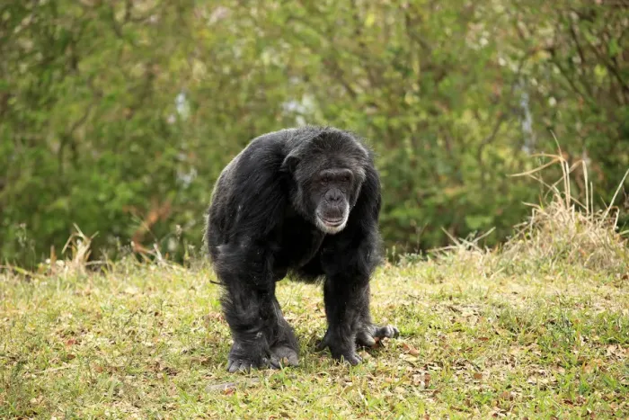 Framed Print : Chimpanzee -Pan troglodytes troglodytes-, male, captive, Miami, Florida, USA Framed Print : Chimpanzee -Pan troglodytes troglodytes-, male, captive, Miami, Florida, USA