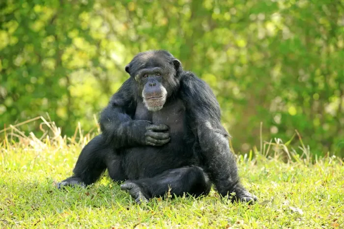 Framed Print : Chimpanzee -Pan troglodytes troglodytes-, male, captive, Miami, Florida, USA Framed Print : Chimpanzee -Pan troglodytes troglodytes-, male, captive, Miami, Florida, USA
