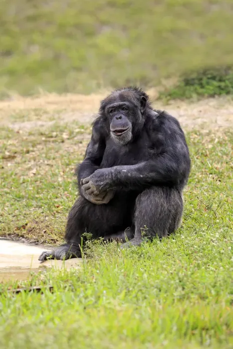Framed Print : Chimpanzee -Pan troglodytes troglodytes-, male, captive, Miami, Florida, USA