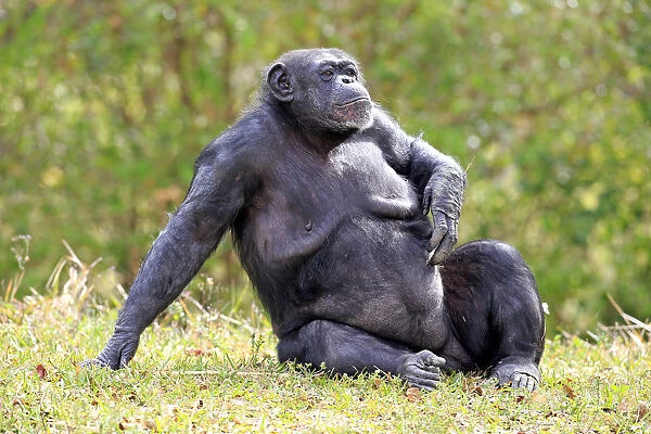 Chimpanzee -Pan troglodytes troglodytes-, female, captive, Miami, Florida, USA