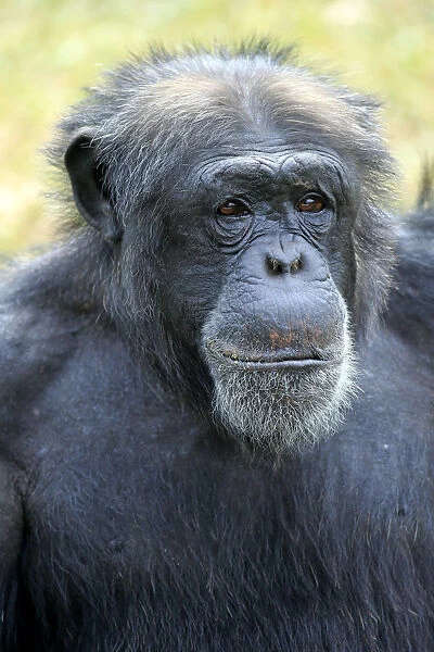 Chimpanzee -Pan troglodytes troglodytes-, male, portrait, captive, Miami, Florida, USA