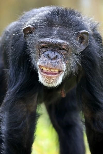 Chimpanzee -Pan troglodytes troglodytes-, male, grimace, captive, Miami, Florida, USA