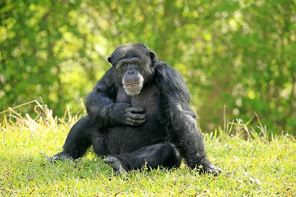 Chimpanzee -Pan troglodytes troglodytes-, male, captive, Miami, Florida, USA