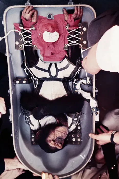 Framed Print : Chimpanzee Being Released from Capsule Framed Print : Chimpanzee Being Released from Capsule