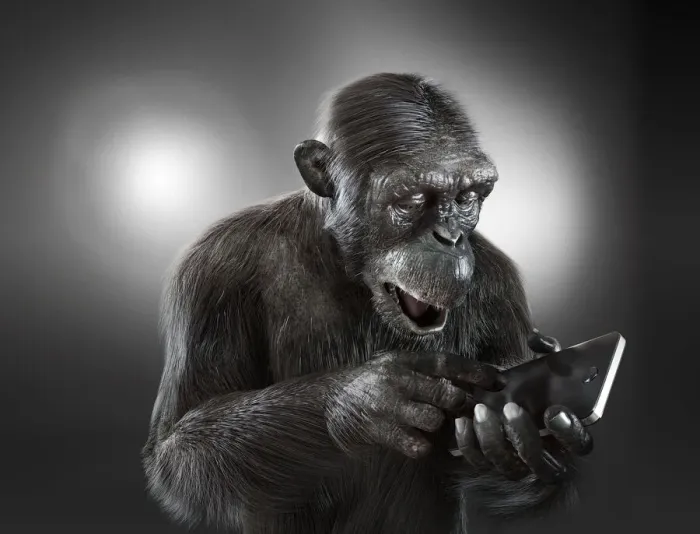 Framed Print : Chimpanzee with a smartphone Framed Print : Chimpanzee with a smartphone
