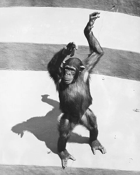 Chimpanzee standing on concrete surface painted in stripes, (B&W)
