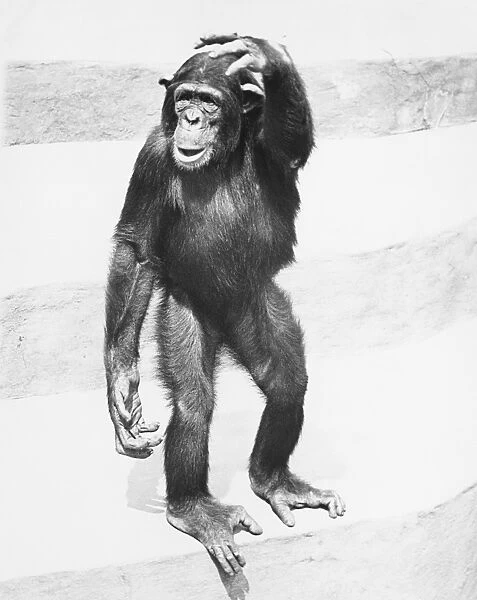 Chimpanzee standing on steps, scratching head, (B&W)