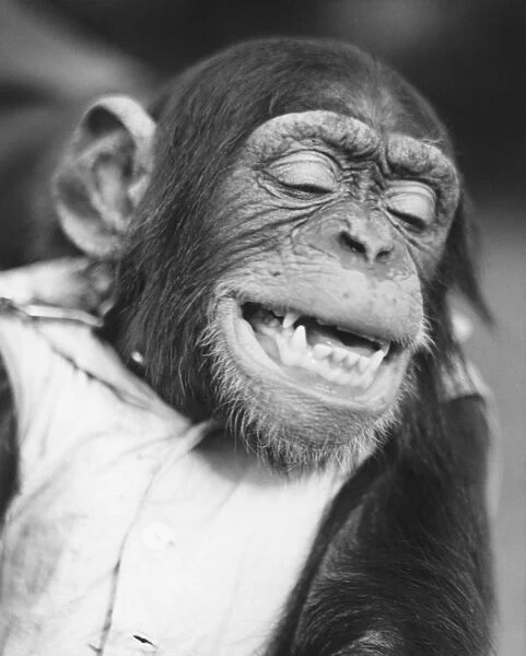 Chimpanzee wearing vest (B&W)