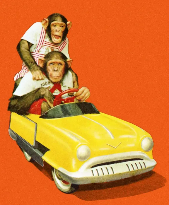Framed Print : Two Chimpanzees Driving a Toy Car Framed Print : Two Chimpanzees Driving a Toy Car