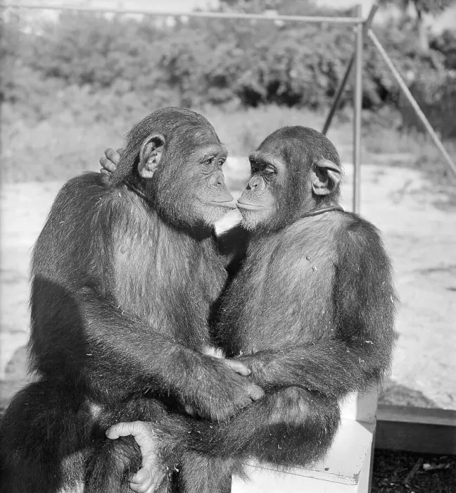 Framed Print : Two Chimpanzees Hugging Framed Print : Two Chimpanzees Hugging