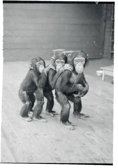 Framed Print : Three Chimpanzees Posing for a Picture Framed Print : Three Chimpanzees Posing for a Picture