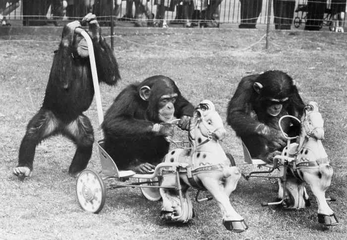 Framed Print : Chimps Play in Toy Sulkies Framed Print : Chimps Play in Toy Sulkies