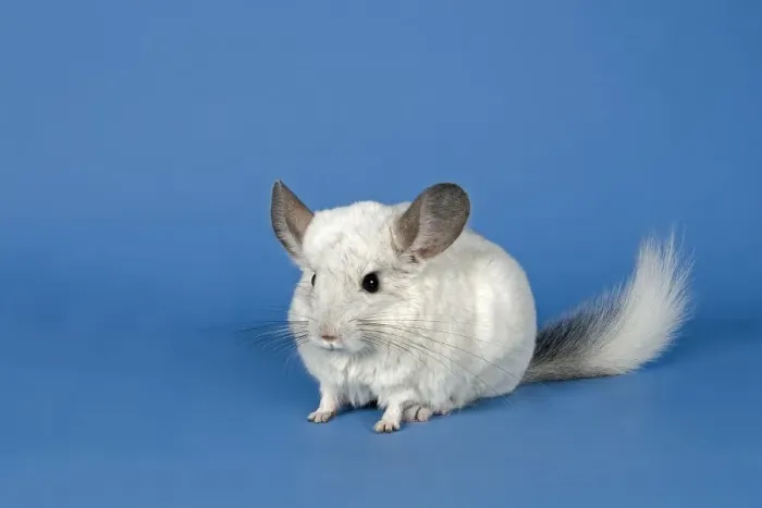 Framed Print : Chinchilla Framed Print : Chinchilla
