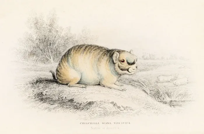 Framed Print : The Chinchilla engraving 1855 Framed Print : The Chinchilla engraving 1855