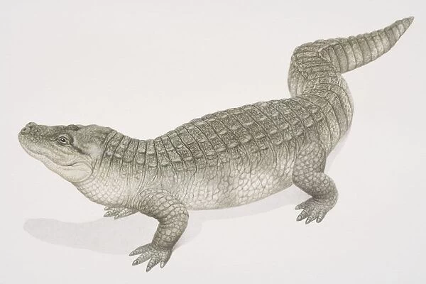 Chinese Alligator (alligator sinensis), side view