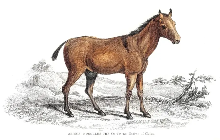 Framed Print : Chinese donkey 1841