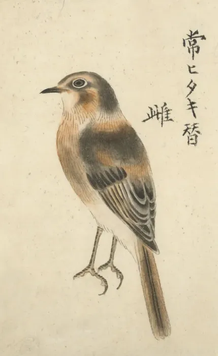 Framed Print : Chinese Female Fly Catcher Framed Print : Chinese Female Fly Catcher