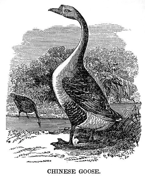 Chinese Goose engraving 1841