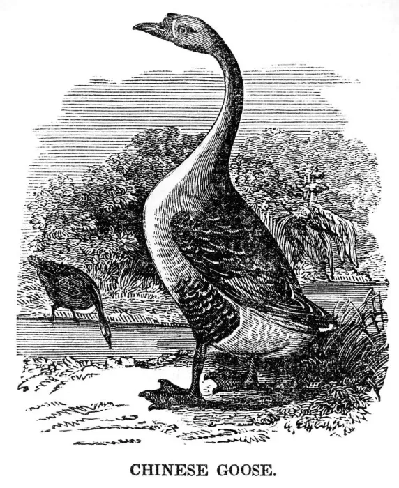 Framed Print : Chinese Goose engraving 1841 Framed Print : Chinese Goose engraving 1841