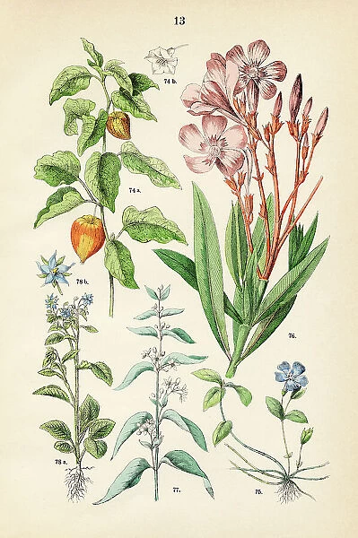 Chinese lantern, periwinkle, oleander, white swallow-wort, star flower - Botanical illustration 1883