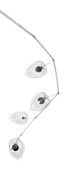 Chinese lantern (Physalis sp. ), X-ray