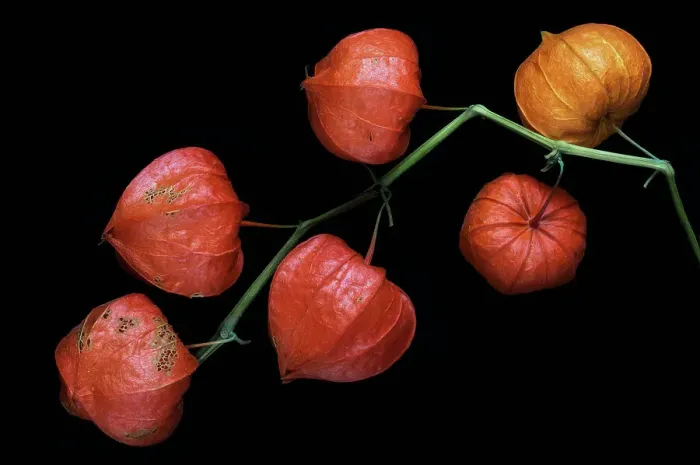 Framed Print : Chinese lanterns Framed Print : Chinese lanterns