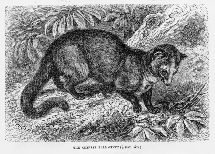 Framed Print : Chinese palm civet engraving 1894 Framed Print : Chinese palm civet engraving 1894