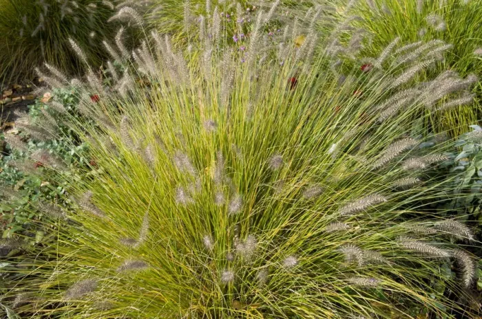 Framed Print : Chinese Pennisetum, Dwarf Fountain Grass -Pennisetum alopecuroides Hameln-