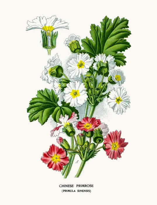 Framed Print : Chinese Primrose flower Framed Print : Chinese Primrose flower