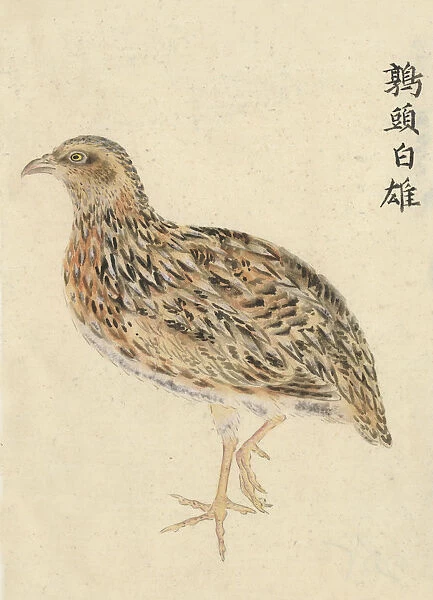 Chinese Quail, Male