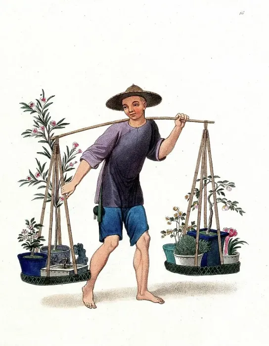 Framed Print : A Chinese Street Vendor Selling Plants and Flowers, c. 1810, China, Historic, digitally restored reproduction from a 19th century original