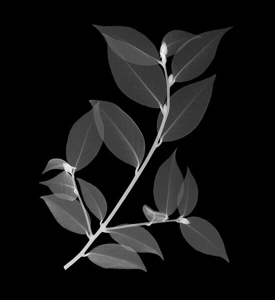 Chinese tea (Camellia sinensis), X-ray