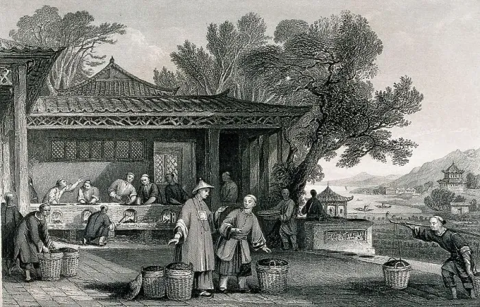 Framed Print : A Chinese Tea Plantation with Workers Carrying and Roasting the Tea, 1810, China, Historic, Digitally restored reproduction from a 19th century original Framed Print : A Chinese Tea Plantation with Workers Carrying and Roasting the Tea, 1810, China, Historic, Digitally restored reproduction from a 19th century original