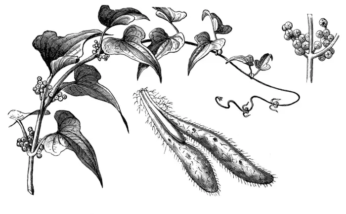 Framed Print : Chinese yam (Dioscorea polystachya, dioscorea batatas) Framed Print : Chinese yam (Dioscorea polystachya, dioscorea batatas)
