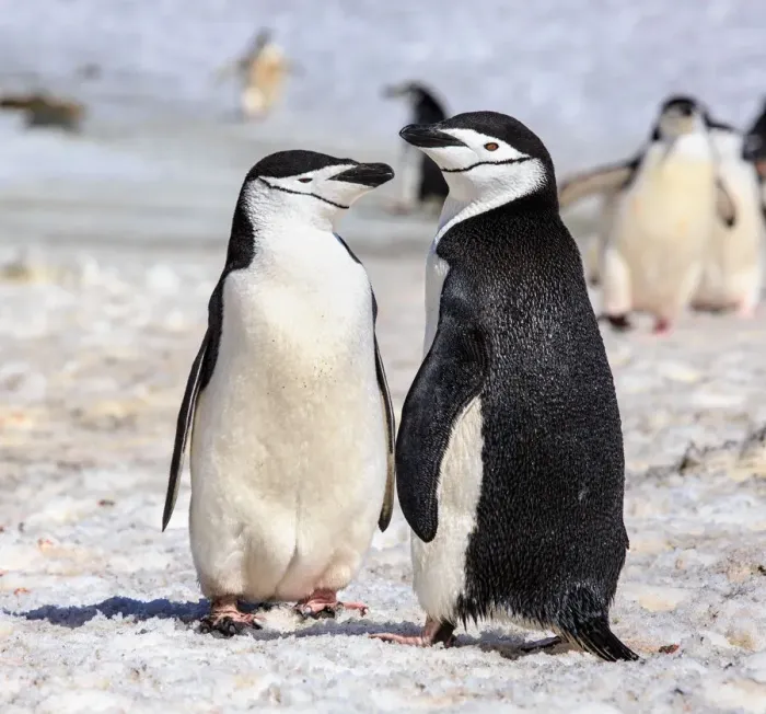Framed Print : Chinstrap Penguin Couple Framed Print : Chinstrap Penguin Couple