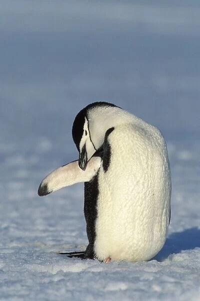 Chinstrap penguin -Pygoscelis antarctica-, preening, Antarctica