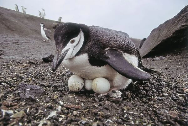 Chinstrap Penguin, Pygoscelis antarctica, inexperienced, inexperience, incubating