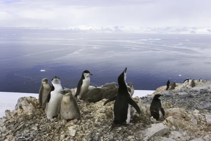 Framed Print : Chinstrap penguins, Antarctic Peninsula