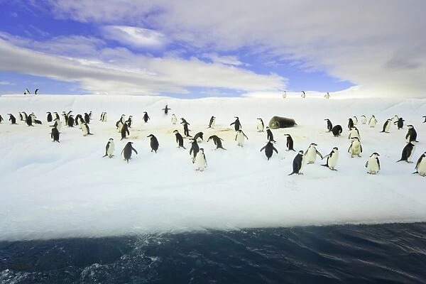 Chinstrap penguins on iceberg, Antarctica