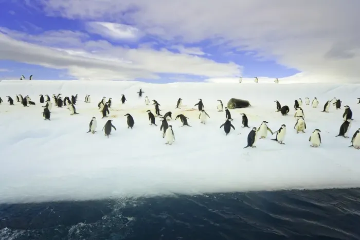 Framed Print : Chinstrap penguins on iceberg, Antarctica