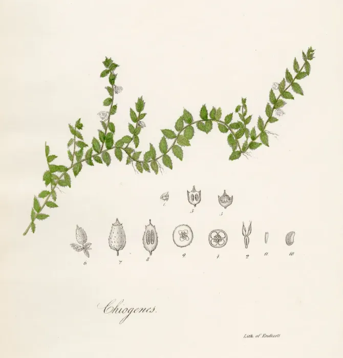 Framed Print : Chiogenes plant botanical engraving 1843 Framed Print : Chiogenes plant botanical engraving 1843