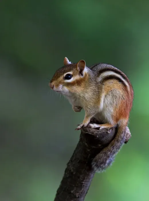Framed Print : Chipmunk on perch Framed Print : Chipmunk on perch