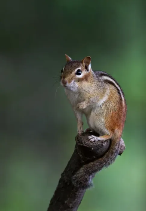 Framed Print : Chipmunk on perch Framed Print : Chipmunk on perch