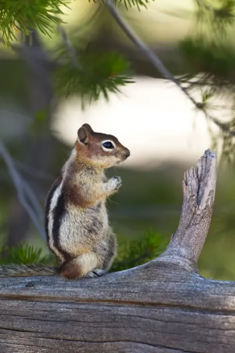 Framed Print : Chipmunk praying Framed Print : Chipmunk praying