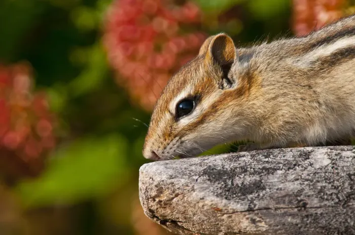 Framed Print : Chipmunk On Rock Framed Print : Chipmunk On Rock