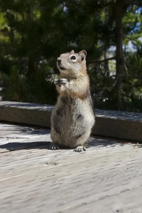 Framed Print : Chipmunk Standing Tall on Boardwalk